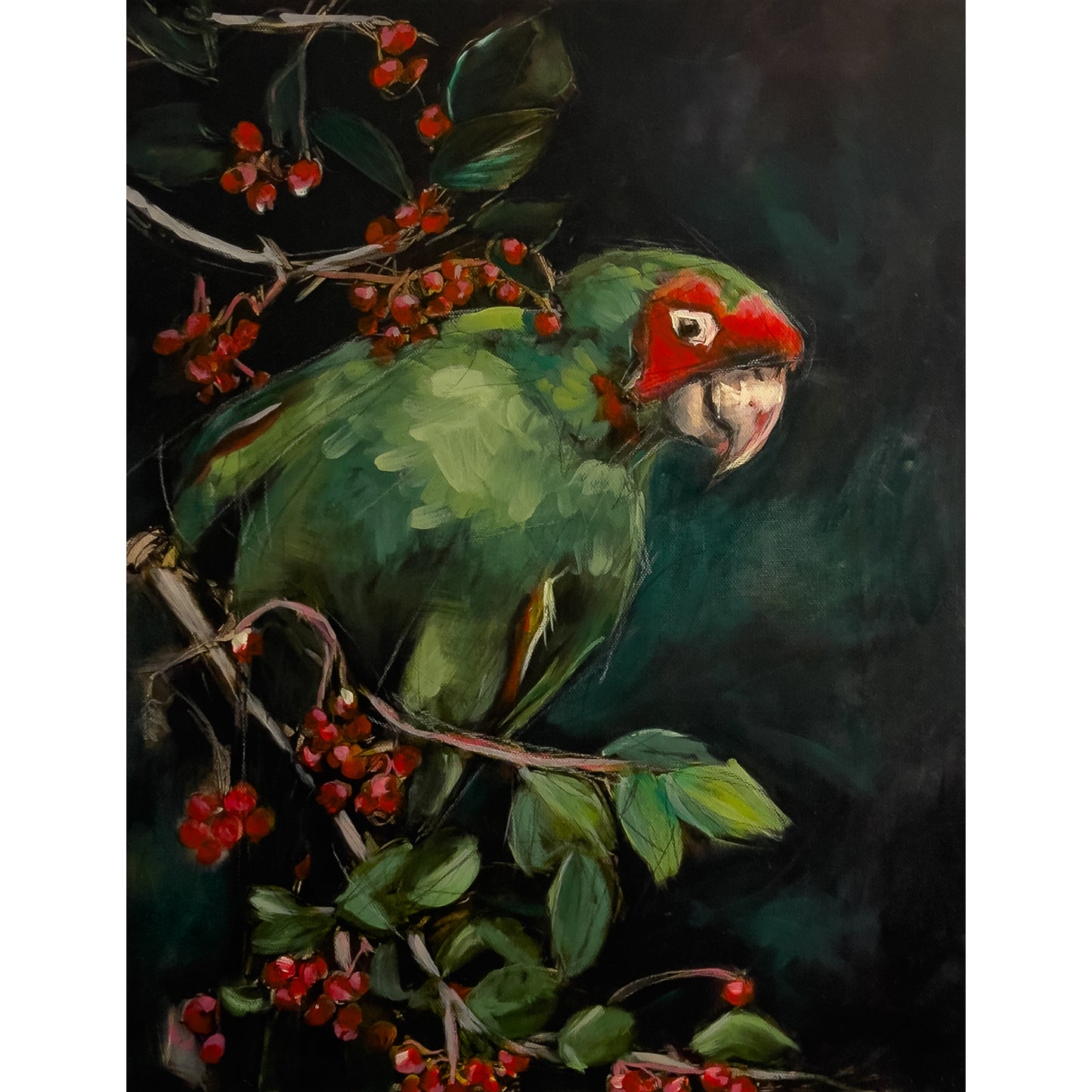 Perroquet