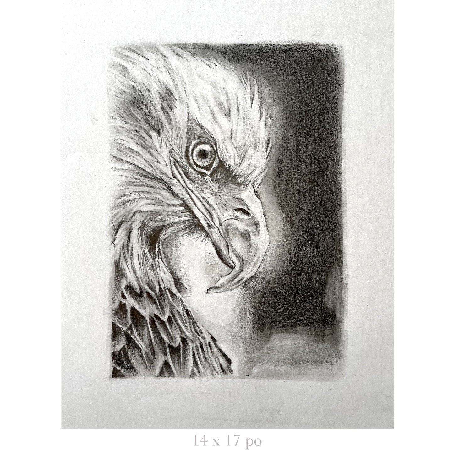 Aigle