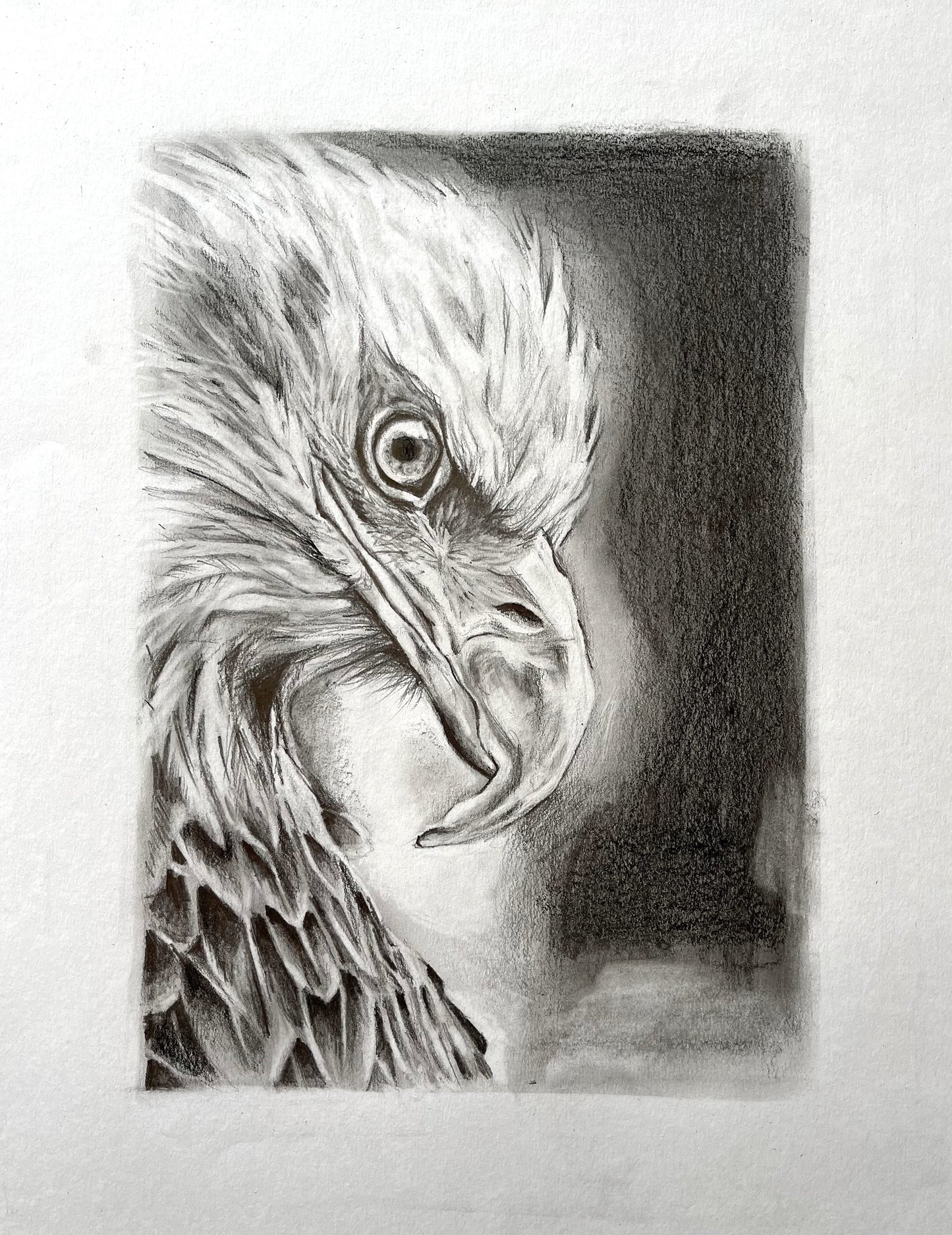 Aigle