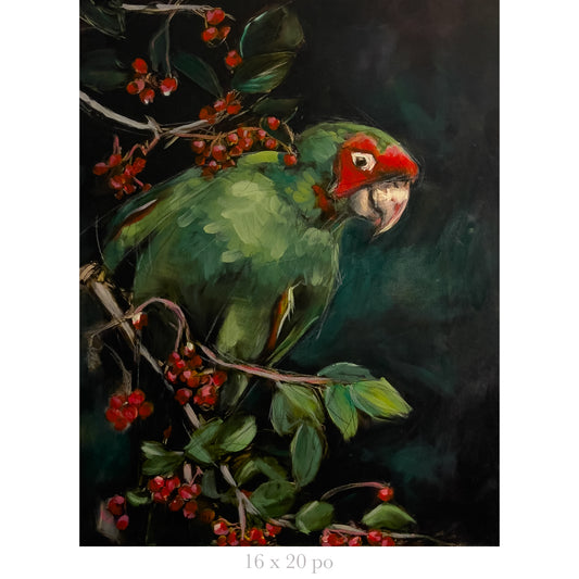Perroquet